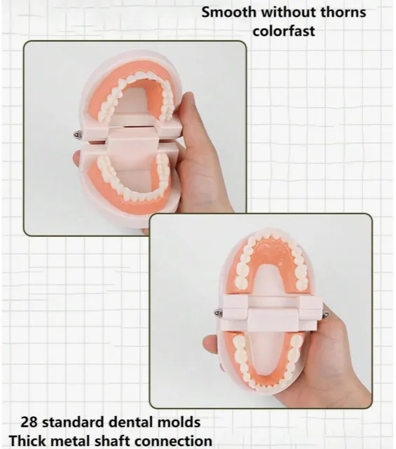 Mo130 - Montessori Brushing Teeth Model