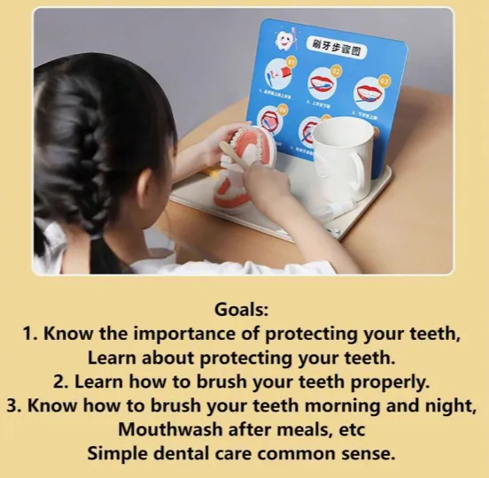 Mo130 - Montessori Brushing Teeth Model