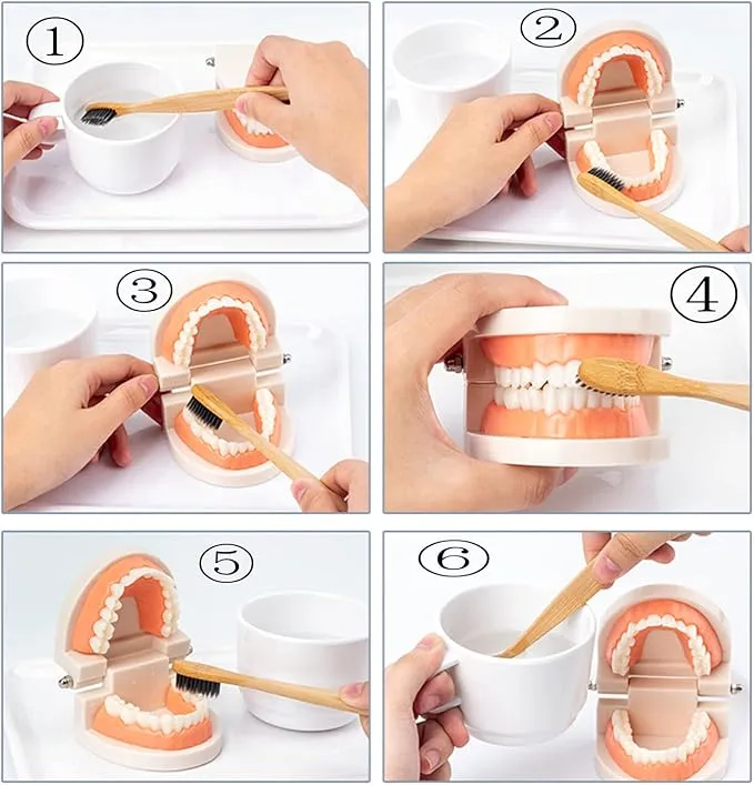 Mo130 - Montessori Brushing Teeth Model